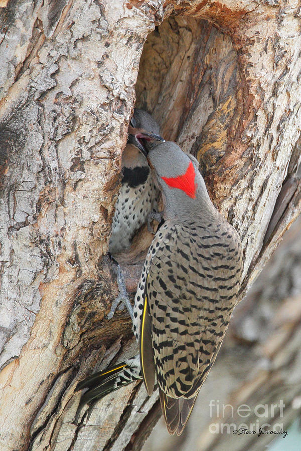 Male Flicker feeding the Young ones Photograph by Steve Javorsky