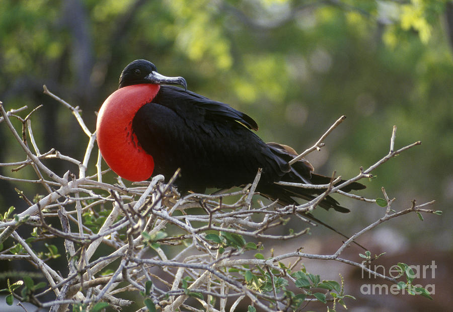 Male Frigate Bird - Galapagos Photograph by Craig Lovell