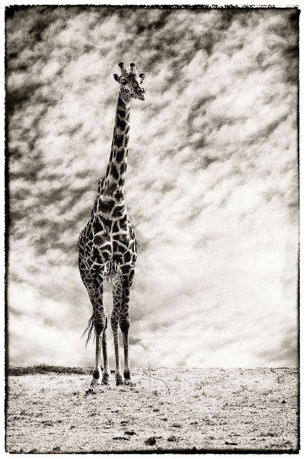 Male Giraffe Photograph by Perla Copernik
