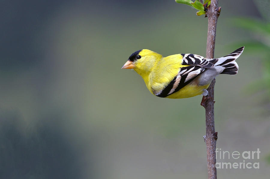 Male Goldfinch in His Breeding Feathers Photograph by Laura Mountainspring