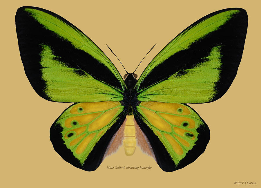 Male Goliath Birdwing Butterfly Digital Art by Walter Colvin