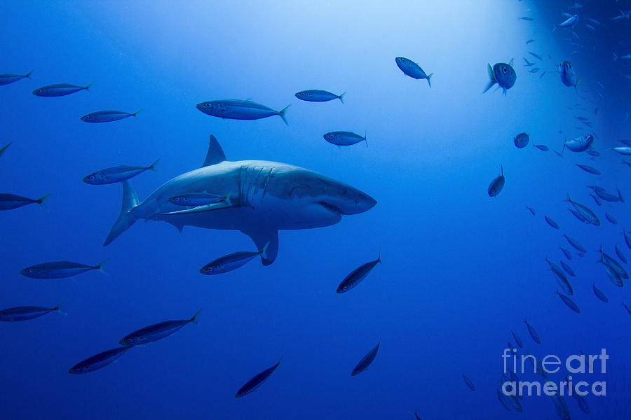 Great White Shark Photograph - Male Great White Shark And Bait Fish by Todd Winner