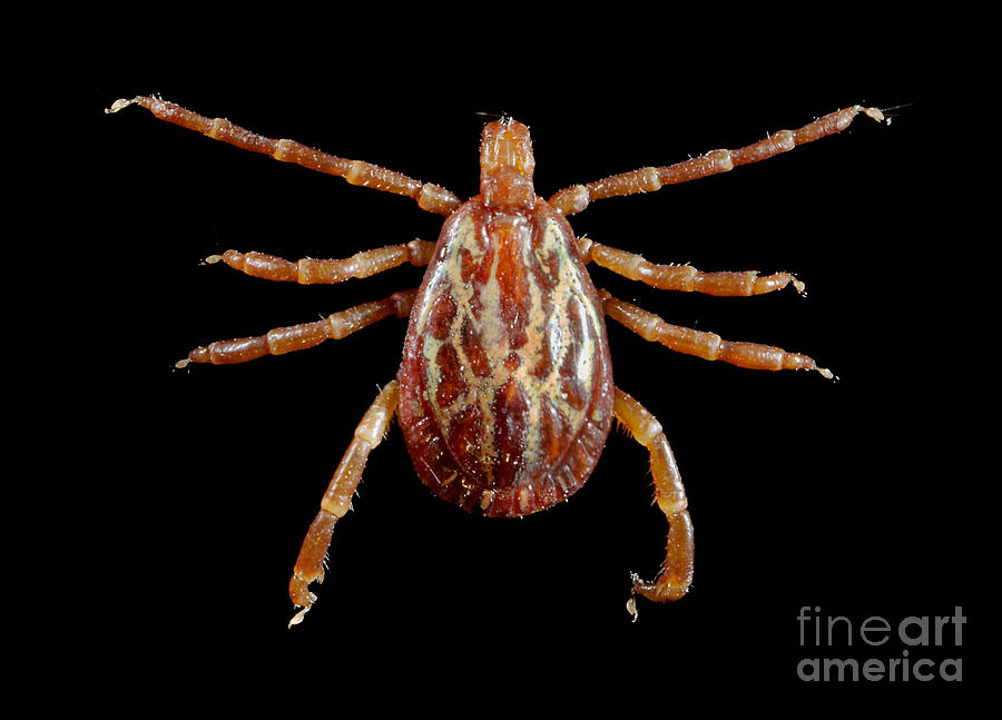 Male Gulf Coast Tick Photograph by Science Source