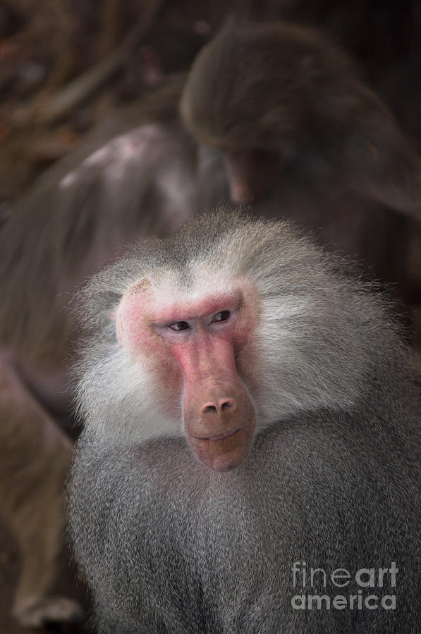 Male hamadryas baboon Photograph by Andrew  Michael