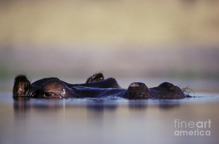 Male Hippo Guarding Territory Photograph by Greg Dimijian