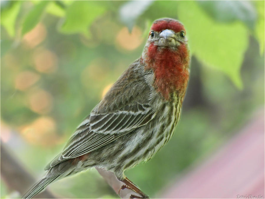 Male House Finch Photograph by Debbie Portwood