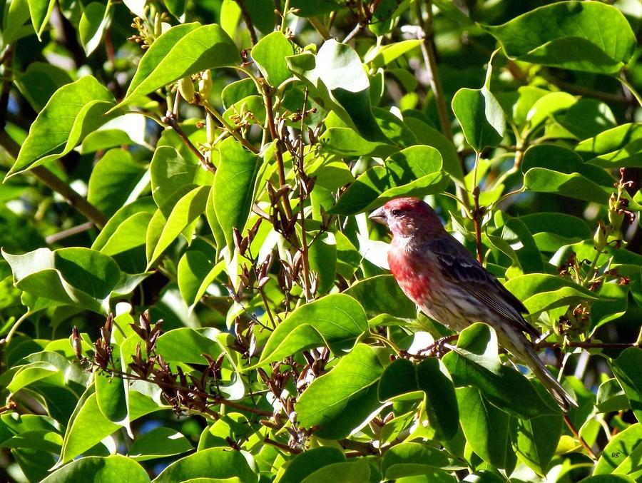 Male House Finch Photograph by Will Borden