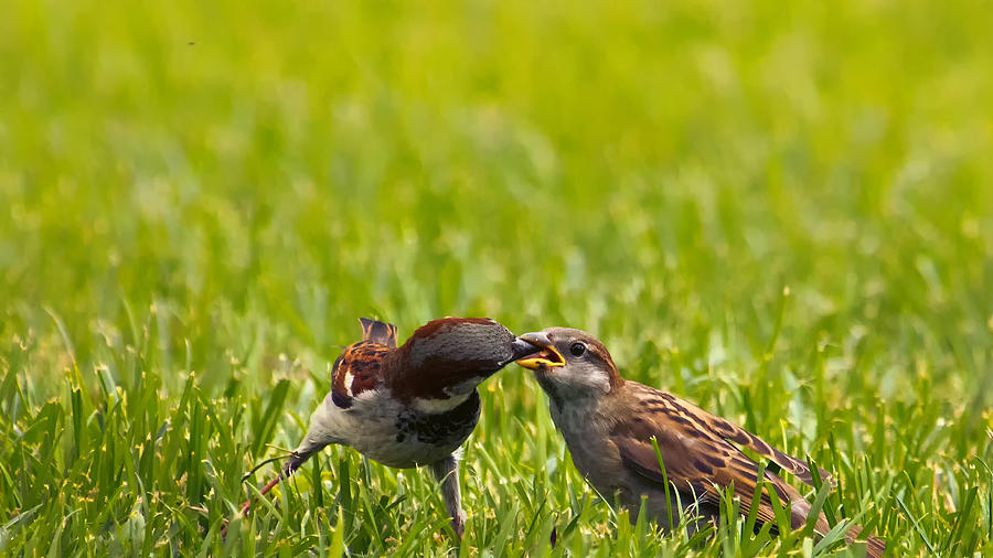 Male House Sparrow Feeding Female Photograph by Bill and Linda Tiepelman