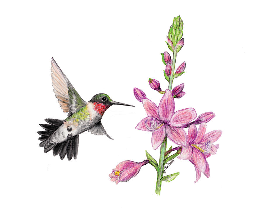 Male Hummingbird Drawing by Betsy Morphew