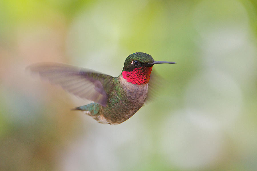 Male in Flight Photograph by Dale J Martin