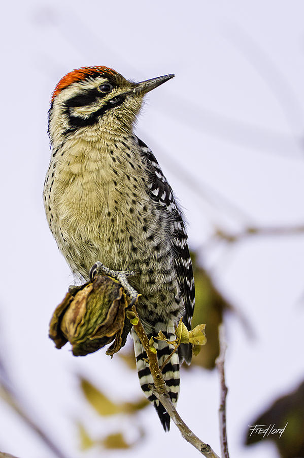 Male Ladder Back Woodpecker Eating Pecan Photograph by Fred J Lord