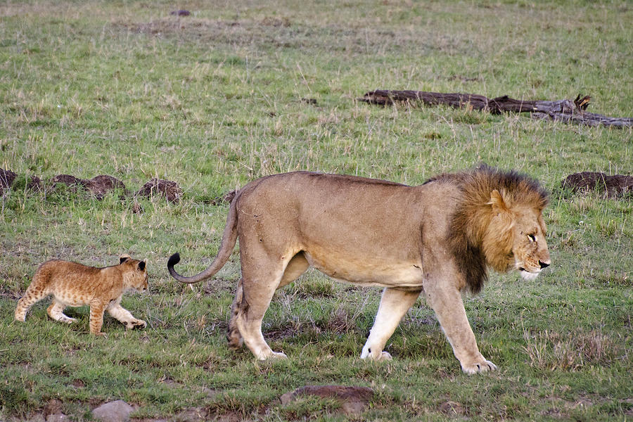Male Lion and Cub Photograph by Marion McCristall
