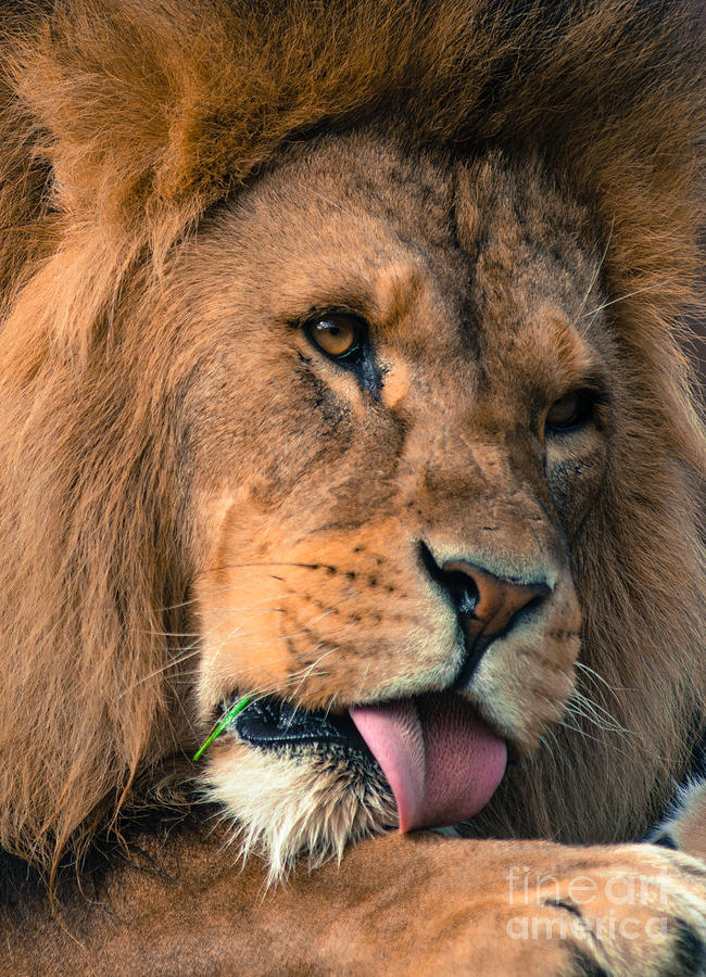 Male Lion Photograph by Andrew  Michael