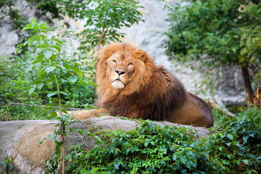 Jungle Photograph - Male Lion by Artur Bogacki