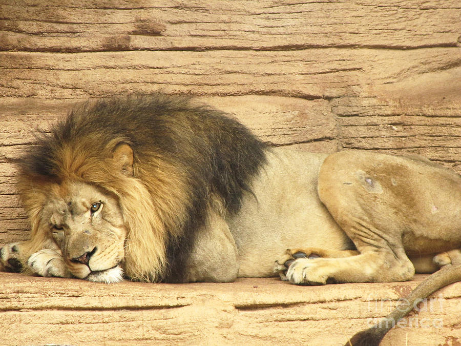 Male Lion Resting Photograph by Ed Churchill