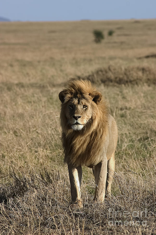 Male Lions Gaze Photograph by Darcy Michaelchuk