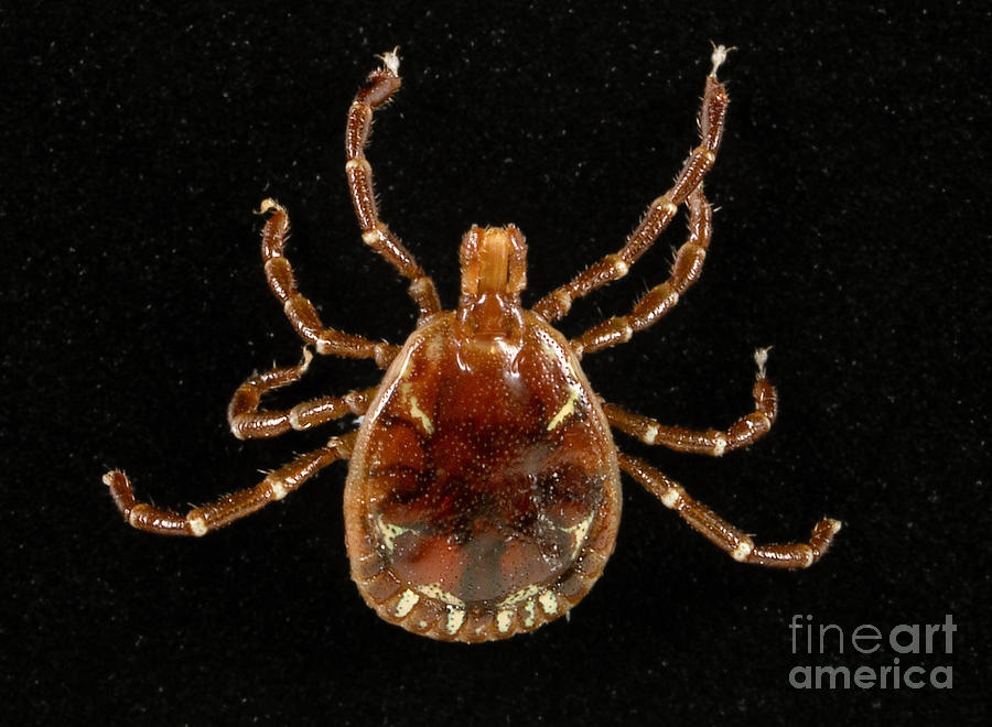 Male Lone Star Tick Photograph by Science Source