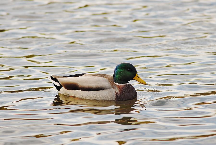 Male mallard duck Photograph by David Campione
