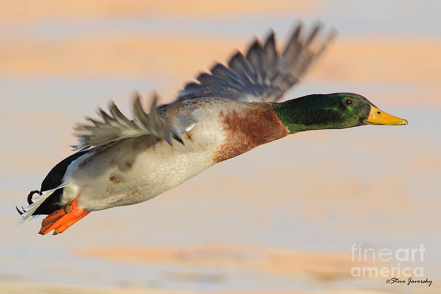 Male Mallard Duck in Flight Photograph by Steve Javorsky