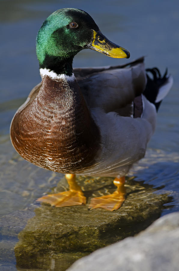 Male Mallard Duck Photograph by JT Lewis