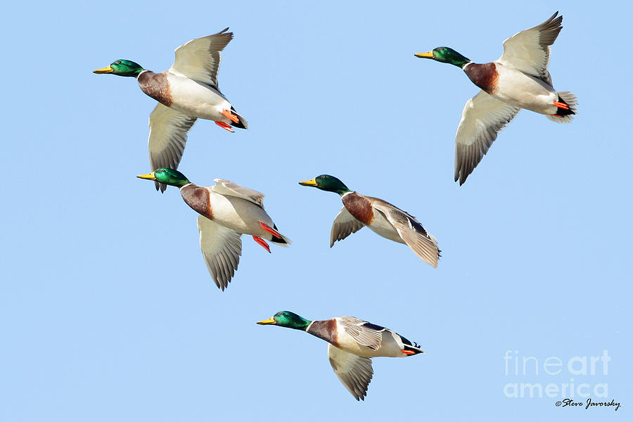 Male Mallard Ducks in Flight Photograph by Steve Javorsky