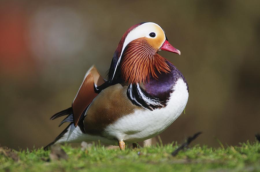Animal Photograph - Male Mandarin Duck by Colin Varndell