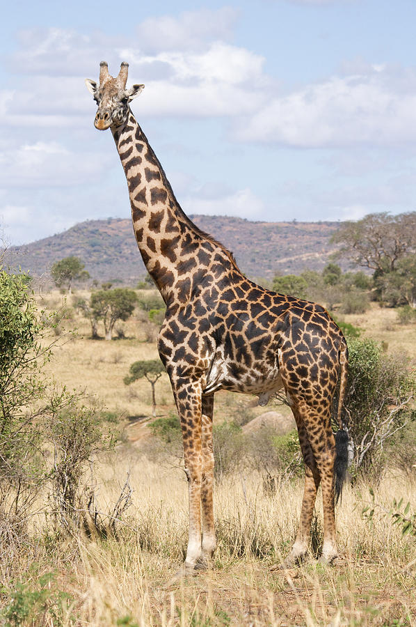 large standing giraffe
