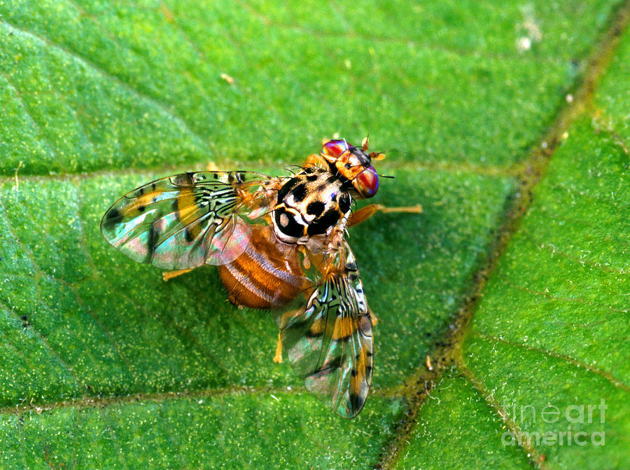 Male Medfly Photograph by Science Source