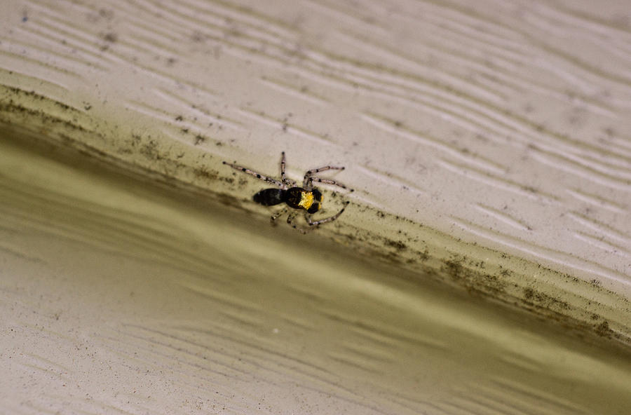 Male Micorscopic Spider 1 Photograph