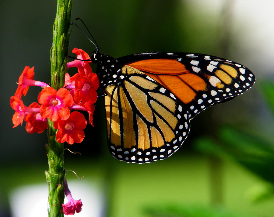 Male Monarch On Red Porterweed Photograph By Judy Wanamaker - Fine Art 