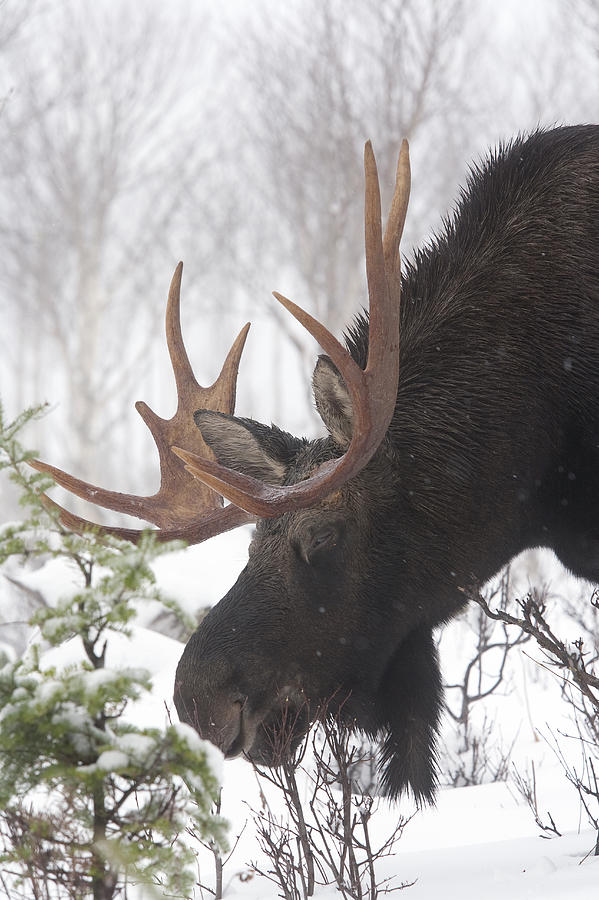 Male Moose Grazing In Winter, Gaspesie Photograph by Philippe Henry ...