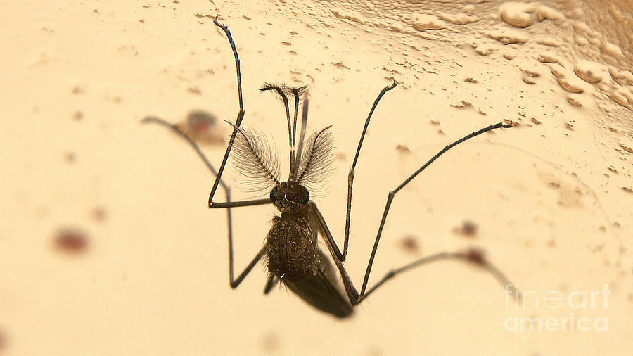 Male mosquito Photograph by Mareko Marciniak