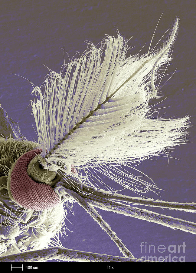 Male Mosquitos Head Photograph by Ted Kinsman