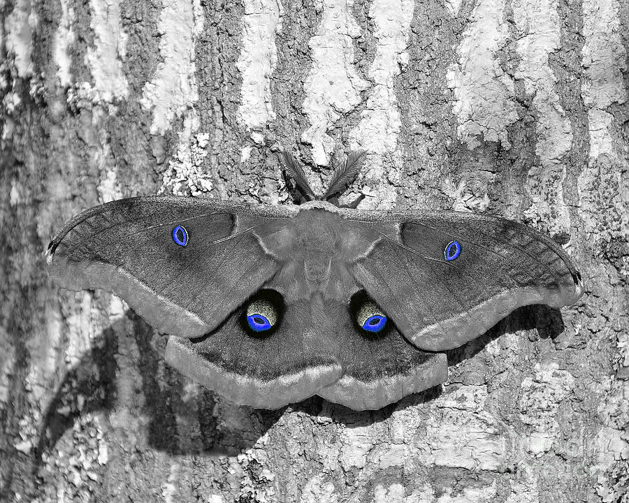 Male Moth - Blue Eyes Photograph by Al Powell Photography USA