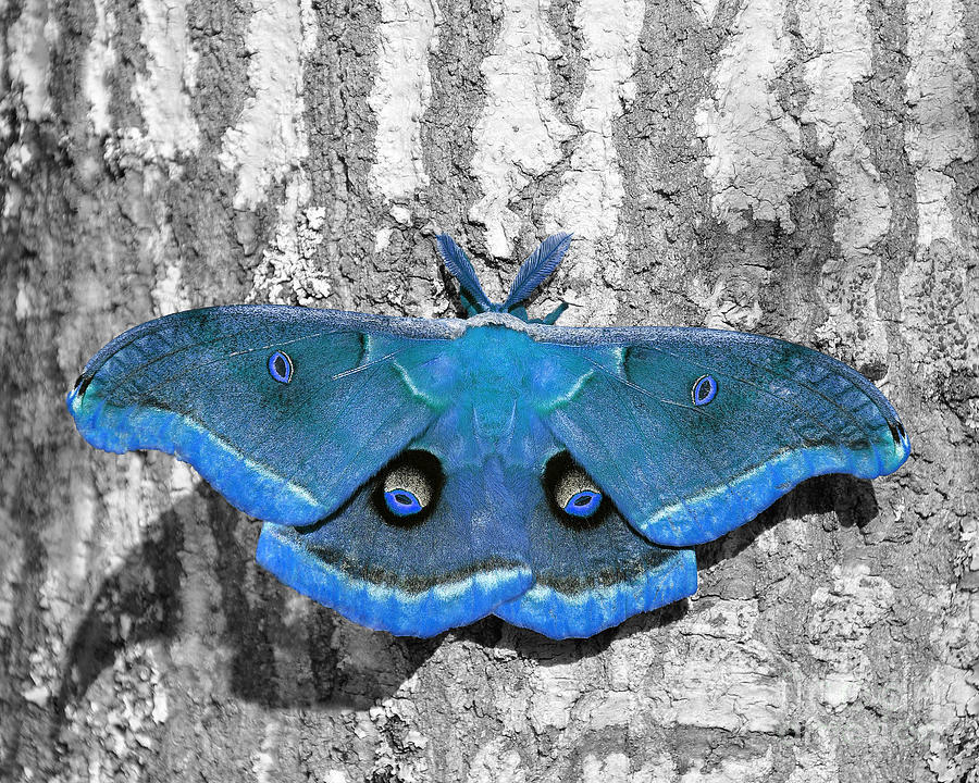 Male Moth Light Blue Photograph by Al Powell Photography USA