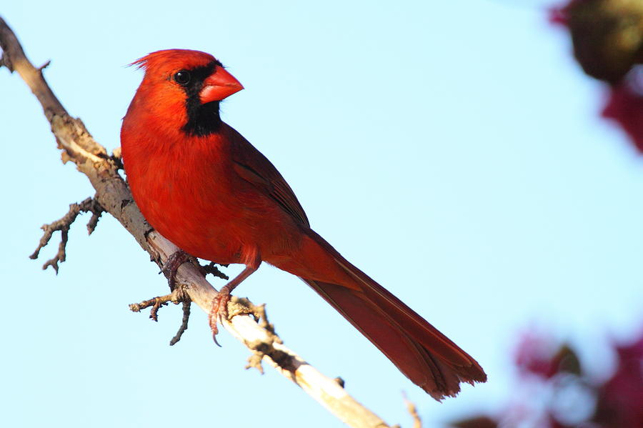 Male Northern Cardinal Photograph by Bruce J Robinson
