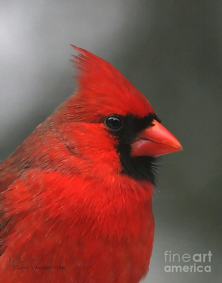 Male Northern Cardinal Photograph by Clare VanderVeen