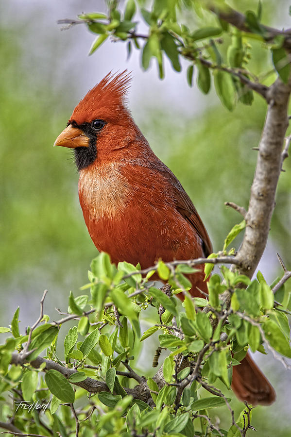 Male Northern Cardinal Photograph by Fred J Lord