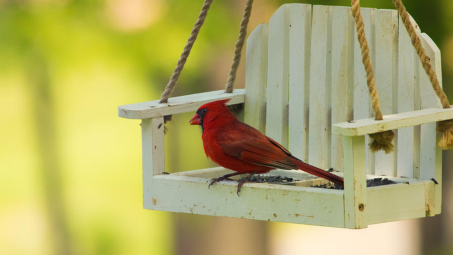 Male Northern Cardinal on Feeder Photograph by Bill and Linda Tiepelman