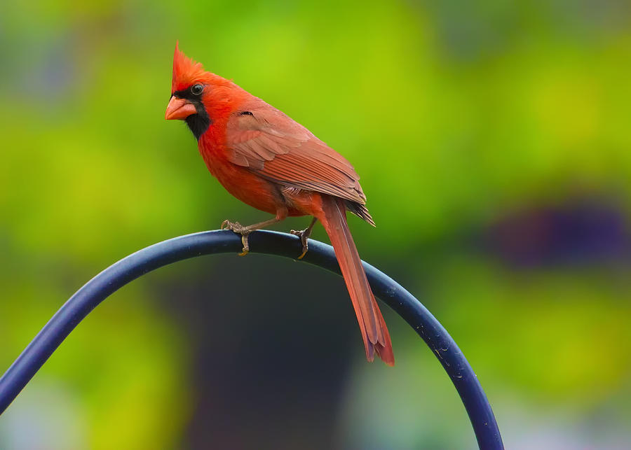 Male Northern Cardinal on Pole 2 Photograph by Bill and Linda Tiepelman