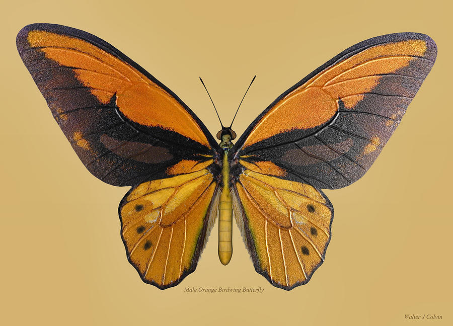 Male Orange Birdwing Butterfly Digital Art by Walter Colvin