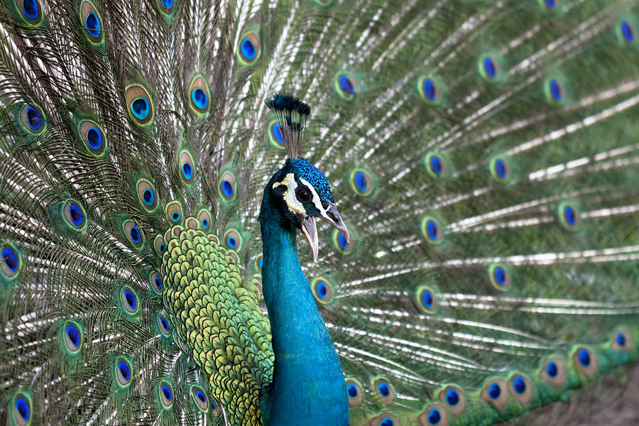 Male Peacock Displaying His Plume Feathers While Calling For A M ...