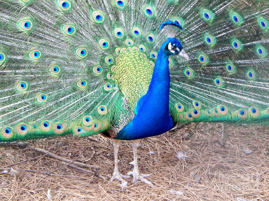 Male Peacock by Jackie Popp