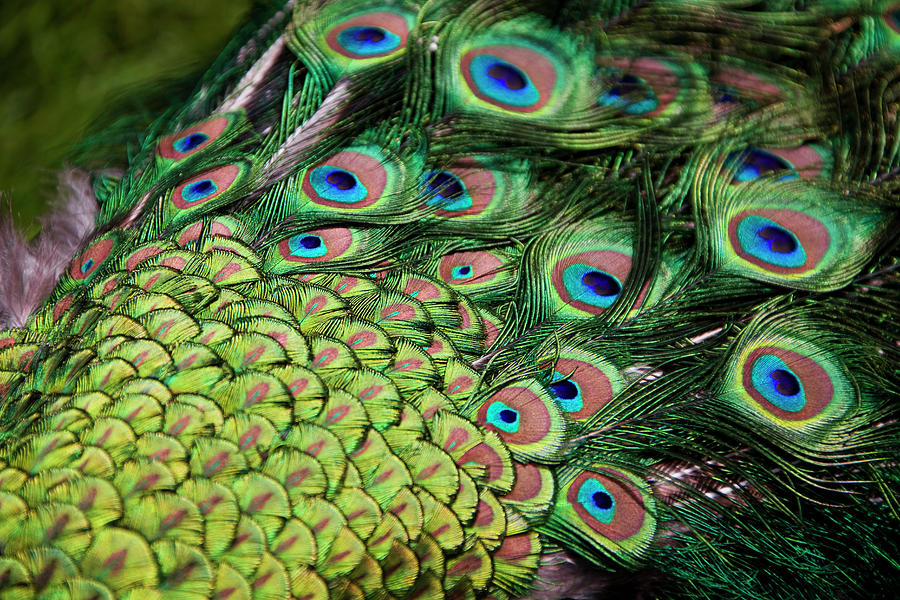 Male Peacock (pavo Cristatus) Displaying Tail Feathers Photograph by ...