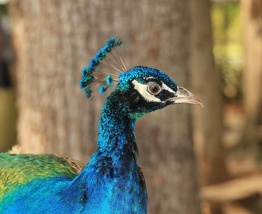 Male Peacock Photograph by RobLew Photography