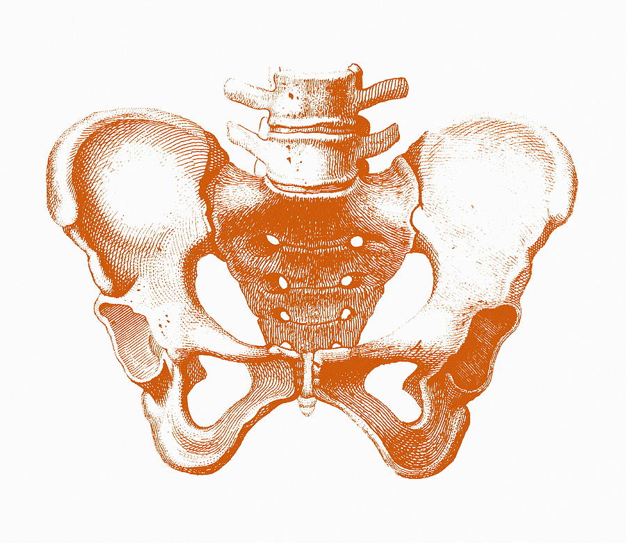 Male Pelvis Photograph by Mehau Kulyk - Fine Art America