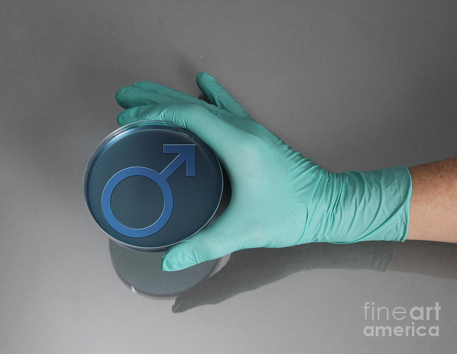Male Petri Dish Photograph by Photo Researchers