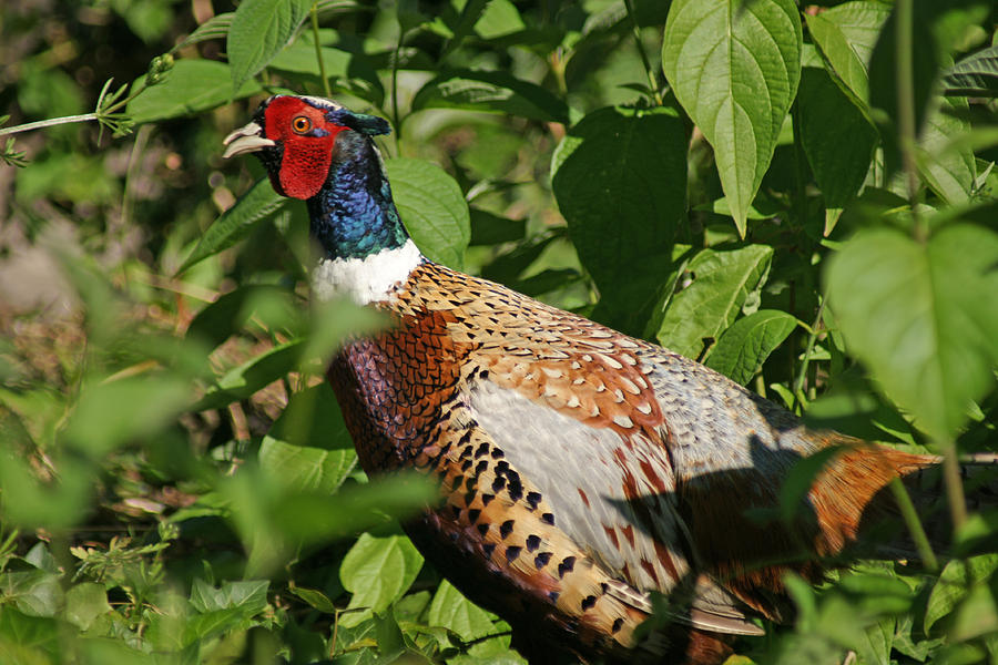 Male pheasant in woodland Photograph by David Birchall