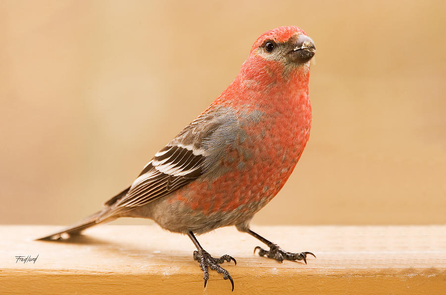 Male Pine Grosbeak Eating a Sunflower Seed Photograph by Fred J Lord