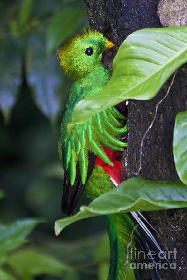 Male Quetzal at nest site Photograph by Heiko Koehrer-Wagner